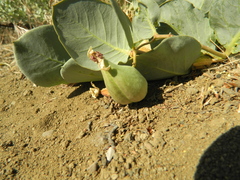 Asclepias cryptoceras davisii