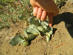 Asclepias cryptoceras davisii