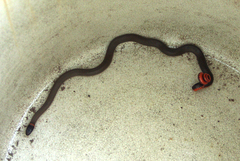 Diadophis punctatus modestus
