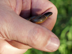 Diadophis punctatus modestus