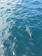 Delphinus