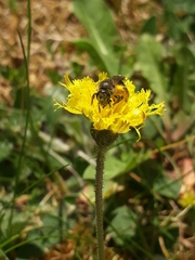 Halictus