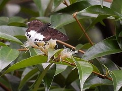 Tagiades ultra