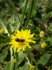 Halictus