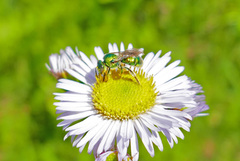 Augochloropsis viridula