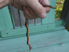 Diadophis punctatus modestus