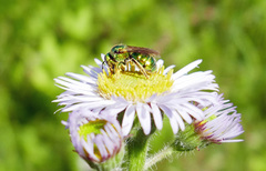 Augochloropsis viridula