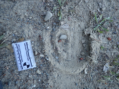 Equus caballus