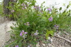 Oxytropis borealis