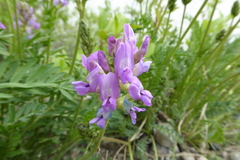 Oxytropis borealis