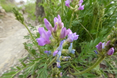 Oxytropis borealis