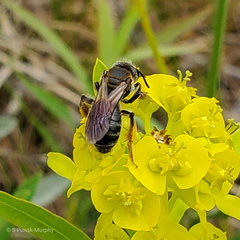 Andrena alleghaniensis