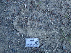Equus caballus