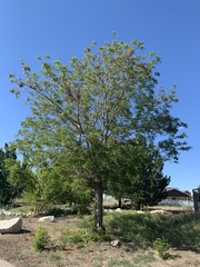 Robinia × ambigua