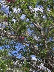 Robinia × ambigua
