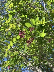 Robinia × ambigua