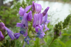 Oxytropis borealis