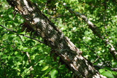 Betula raddeana