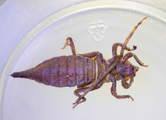 Arigomphus