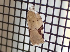 Acleris cervinana