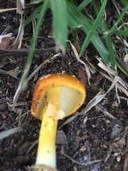Amanita