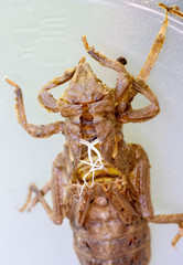 Arigomphus