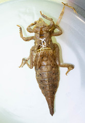 Arigomphus