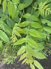 Juglans nigra