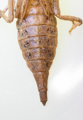 Arigomphus