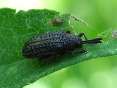 Microrhopala excavata