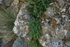 Valeriana cardamines