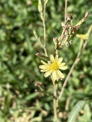 Lactuca saligna