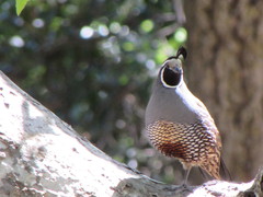 Callipepla californica