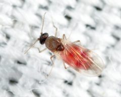Culicoides