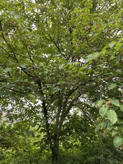 Amelanchier