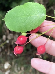 Amelanchier