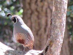 Callipepla californica