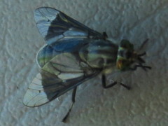Chrysops niger