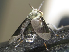 Chrysops niger