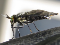 Chrysops niger