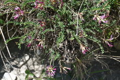 Astragalus salatavicus
