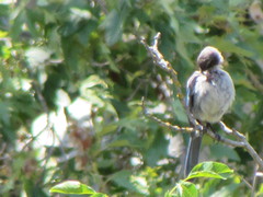 Aphelocoma californica