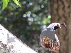 Callipepla californica