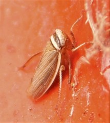 Pendarus magnus