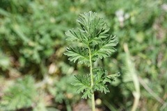Erodium fumarioides