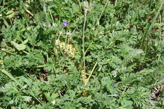 Erodium fumarioides