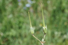 Erodium fumarioides