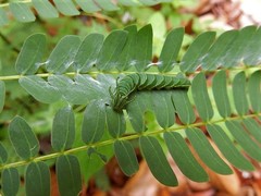 Polyura hebe