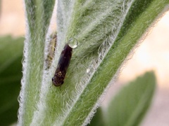 Dilobopterus costalimai