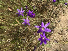 Brodiaea elegans